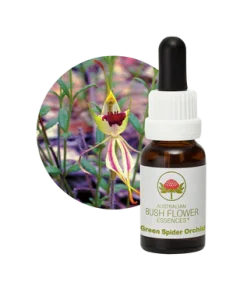 AU Green Spider Orchid, 15ml