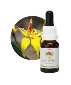 AU Yellow Cowslip Orchid, 15ml