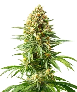 Afghan Kush x Blueberry