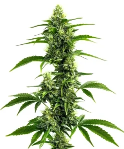 Afghan Kush x Super Skunk