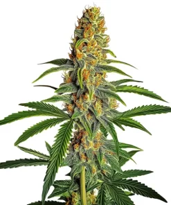 Amnesia Bubba Autoflower F1