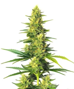 Auto CBD White Widow