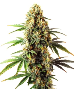 Black Domina Regulär