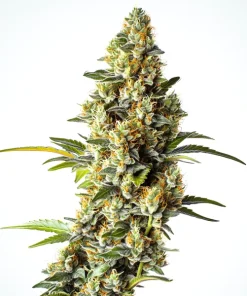 Black Domina x Scott’s OG