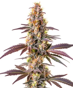 Blue Cookies Schnellversion