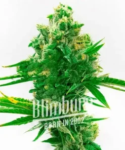 Bruce Banner x Tropi BCN Regulär