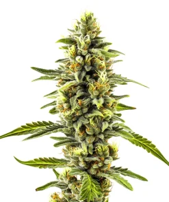 CBD Diesel x Gorilla (1:1)