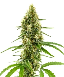 CBD Harlequin Kimbo Kush (1:2)