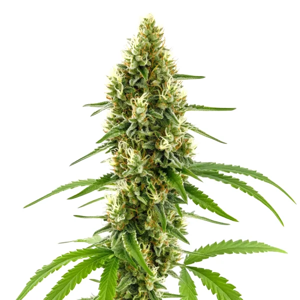 CBD Harlequin Kimbo Kush (1:2)