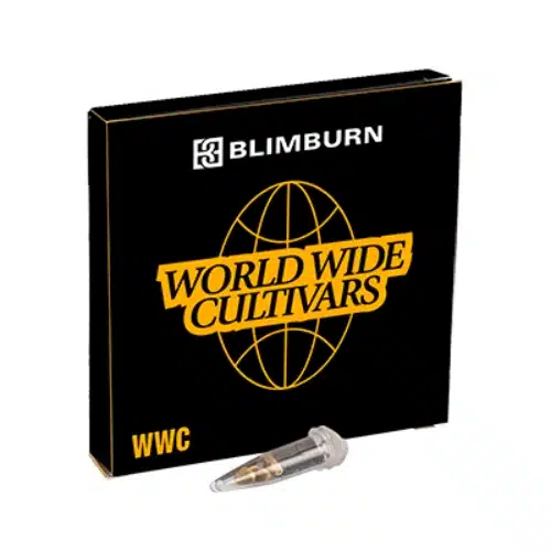 CBD Harlequin Kimbo Kush (1:2) – Bild 2