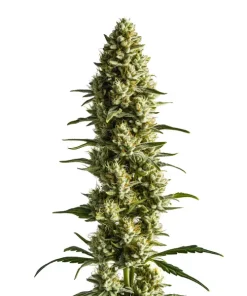 CBD Super Kush (1:25)