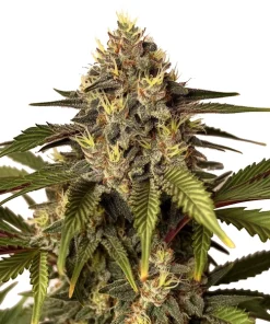 Candy Kush x Do-Si-Dos