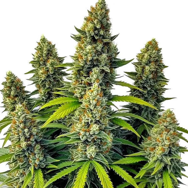 Chemdog Auto