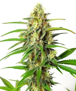 Cherry Ak Schnellversion