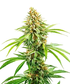 Cinderella 99 Schnellversion