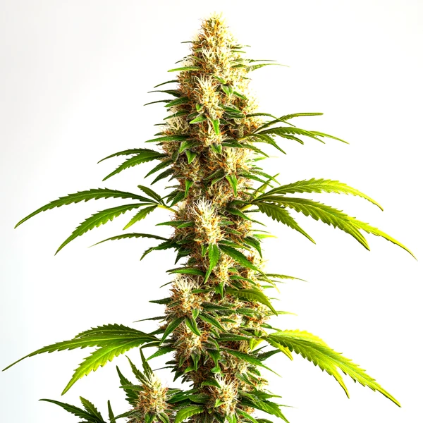 Critical 2.0 Auto