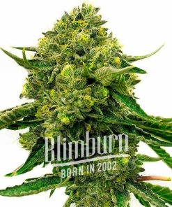 Papas Candy Regulär