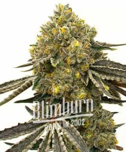 Critical x Fast Bud Auto