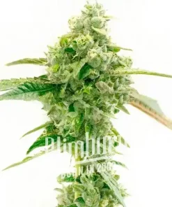 Exodus Cheese x Blue Head Band