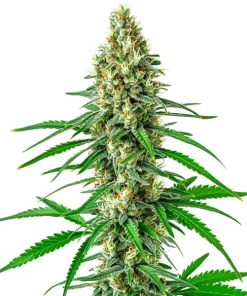 Girl Scout Cookies x Sour Diesel