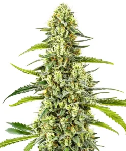 Tangie Kush Regulär