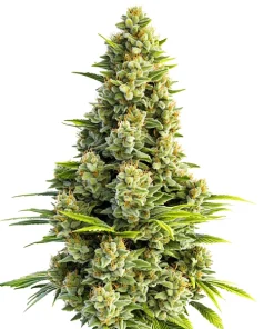 Great White Shark Auto