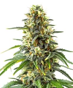 Green Crack x Amnesia Haze