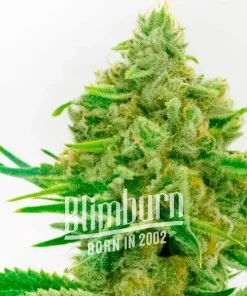 Kosher Kush x Tangerine