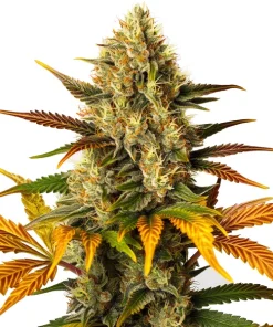 Lemon Tree x Zkittlez