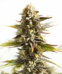 Northern Lights Mazar Auto