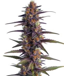 Purple Thai Regulär