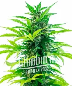 Santa Marta Haze Auto