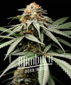 Jony Pot x Pineapple Sherbet Regulär