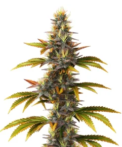 Skunk Schnellversion