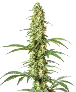 Skywalker Ghost x Triangle Kush