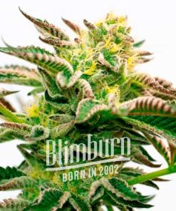 Sour Diesel Kush Regulär