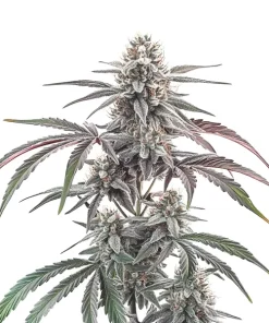 Wedding Cake Regulär