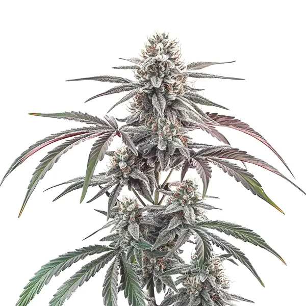 Wedding Cake Regulär