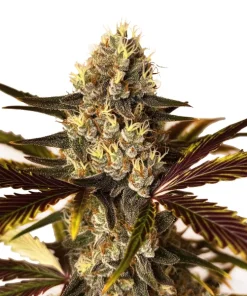 Wedding Cake x Do-Si-Dos