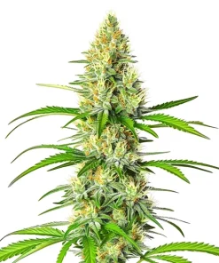 White Widow x Northern Lights