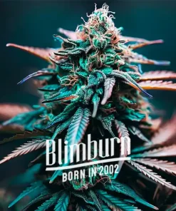 Zkittlez x Gorilla Auto