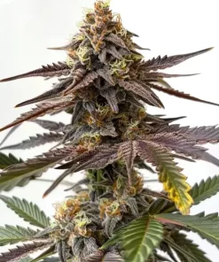 Zkittlez x Grapefruit Bubblegum