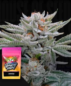 Ambrosia – House of Seeds