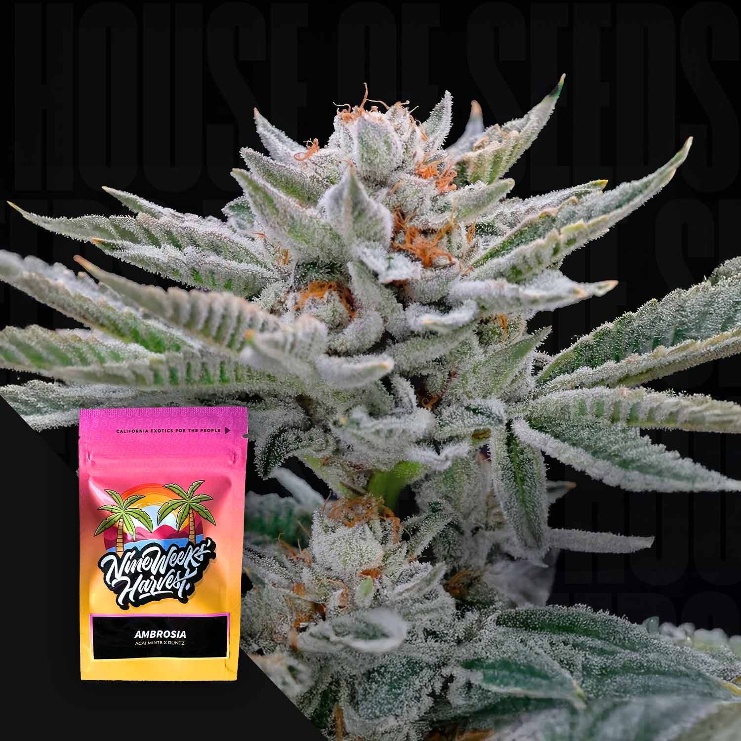 Ambrosia – House of Seeds