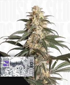 Black Lebanon – House of Seeds