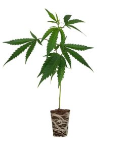 Blue Barry Steckling Cali Strain – Cannaconda