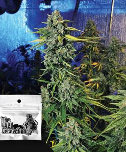 Blue Dream Haze – House of Seeds