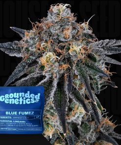 Blue Fumez – House of Seeds