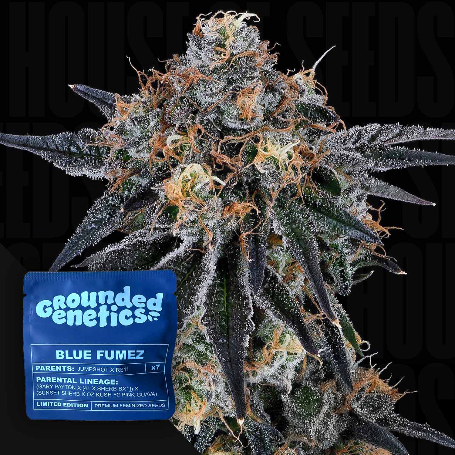 Blue Fumez – House of Seeds