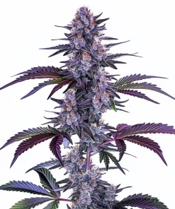 Blueberry Autoflower